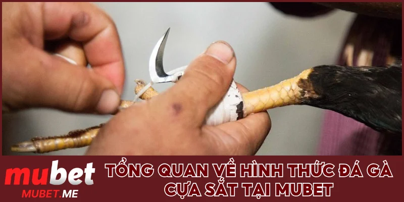 Tổng quan về hình thức đá gà cựa sắt tại MUBET
